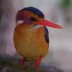Kingfishers